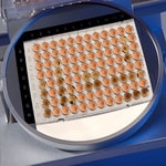 https://www.dev3.thermofisher.com/content/dam/LifeTech/Images/Brands/search/default-brand.jpg